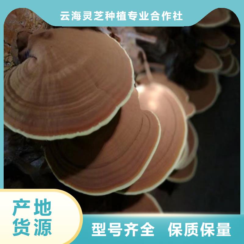 灵芝菌棒_保证正品