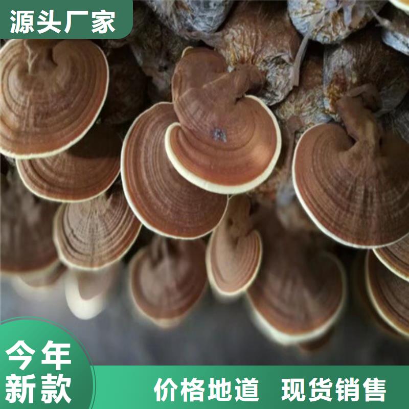 灵芝菌棒便宜批发