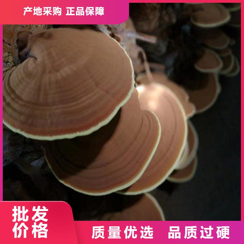 买破壁灵芝孢子粉认准云海灵芝种植专业合作社