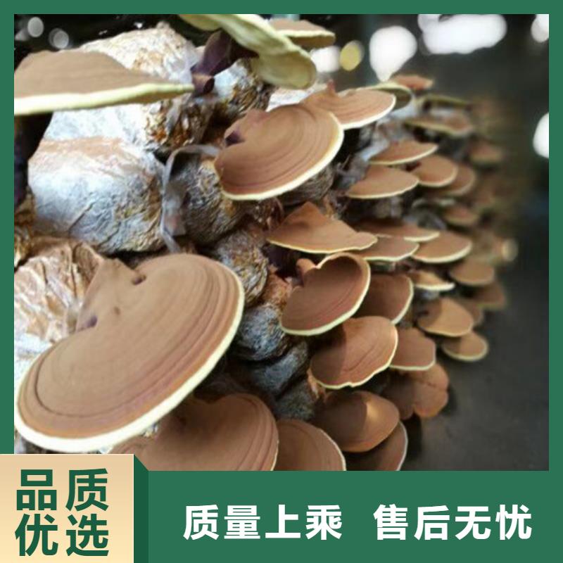 灵芝菌种适用范围