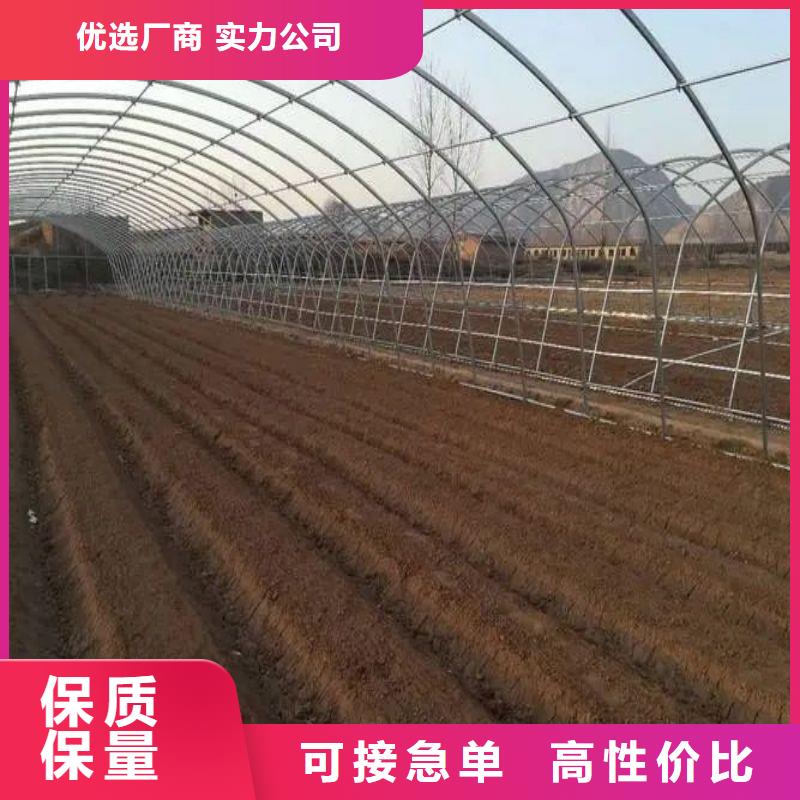 容县连栋大棚种植批发价格2024