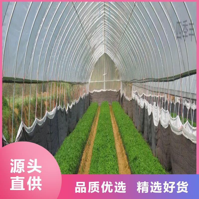 陕县连栋大棚种植近期行情2024