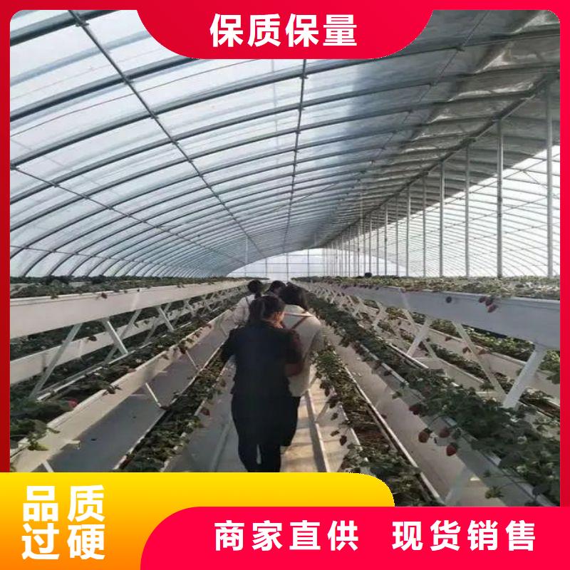 连栋大棚种植质量放心2024