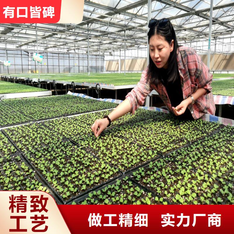 金坛种植棚价格公道