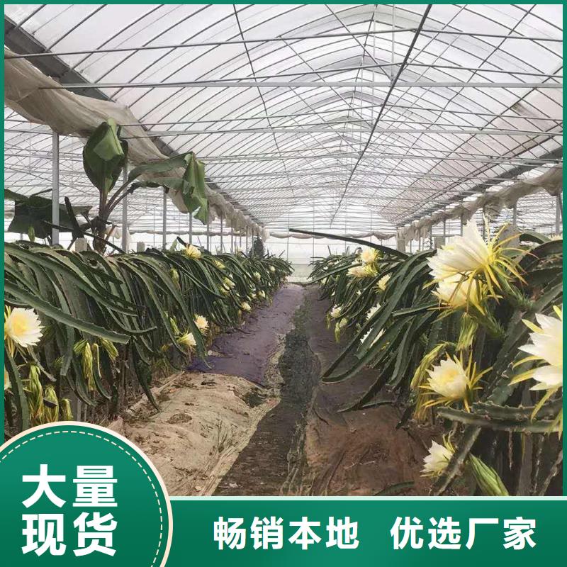 兴业大棚管现货种植基地