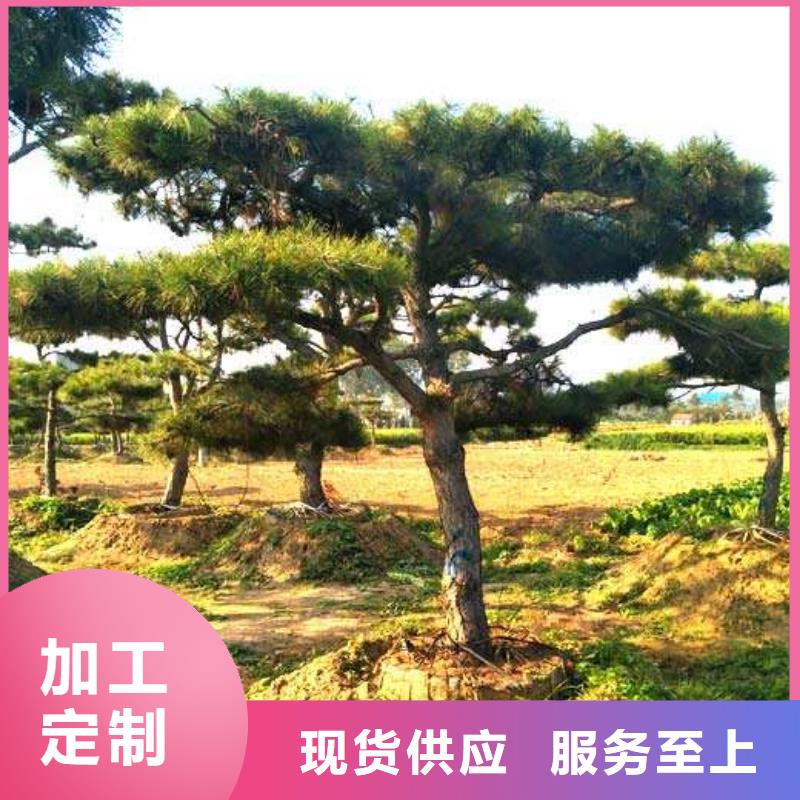 造型松-造型松价格工厂采购