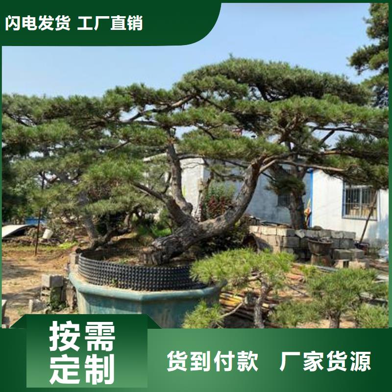 造型松造型油松畅销当地