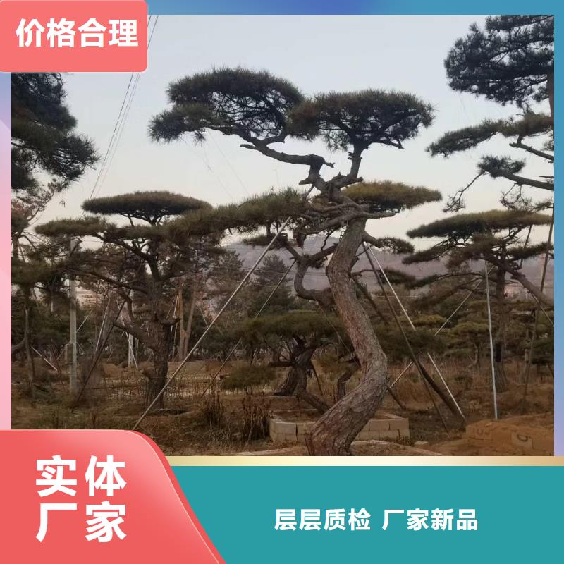 【造型松】盆景质优价廉