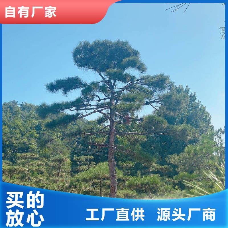 【造型松】盆景质优价廉