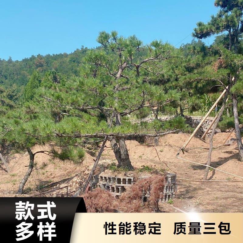 【造型松】盆景质优价廉