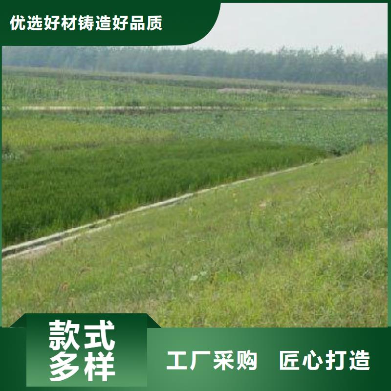 三维植被网护坡土工网厂家采购