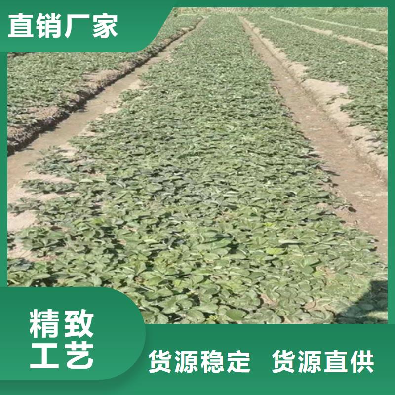 【草莓苗樱桃树苗好品质经得住考验】