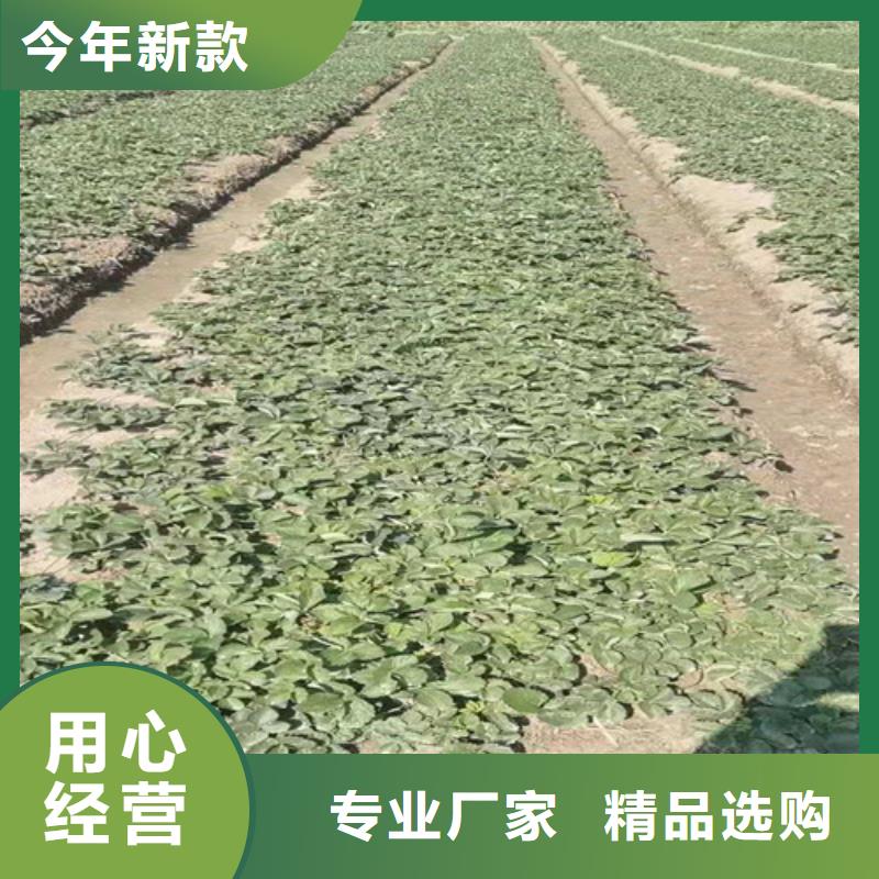 草莓苗,香椿树苗设备齐全支持定制