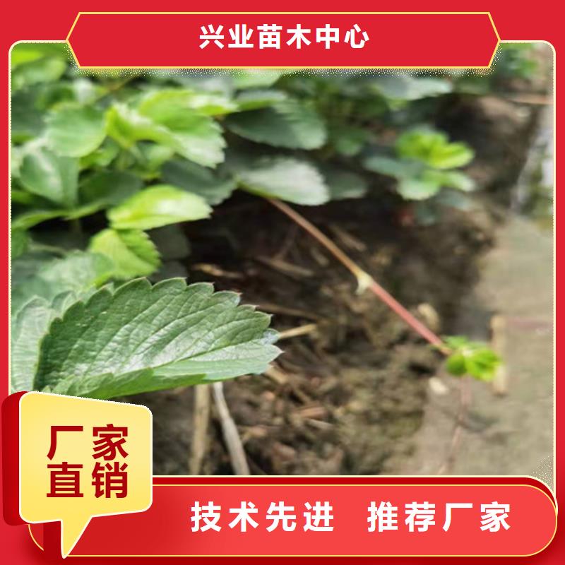 草莓苗【核桃苗】现货直发