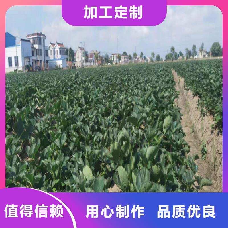 草莓苗,香椿树苗设备齐全支持定制