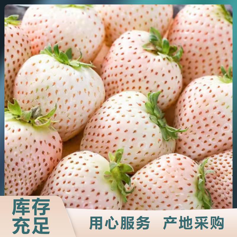 草莓苗红耔山楂苗多种规格供您选择