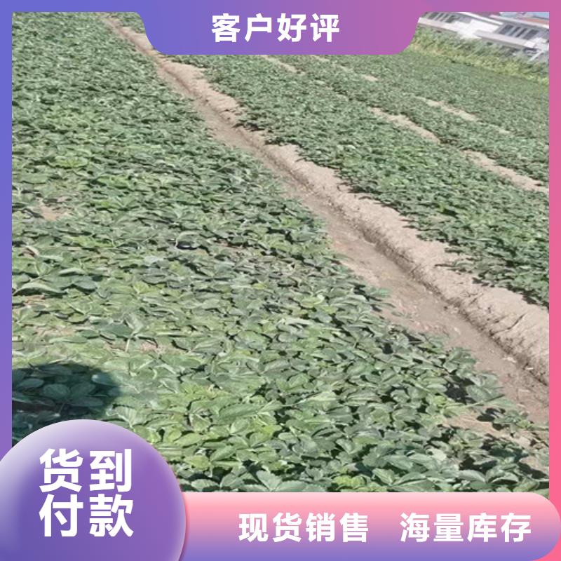 草莓苗珍珠油杏老客户钟爱