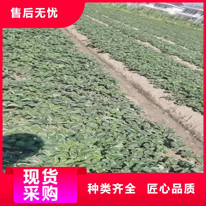 草莓苗山楂苗精选优质材料