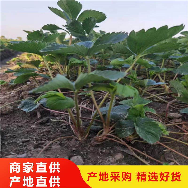 草莓苗【大棚草莓苗】厂家售后完善