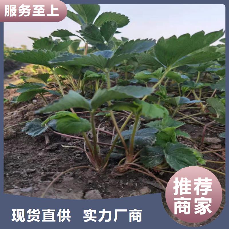 草莓苗红耔山楂苗多种规格供您选择