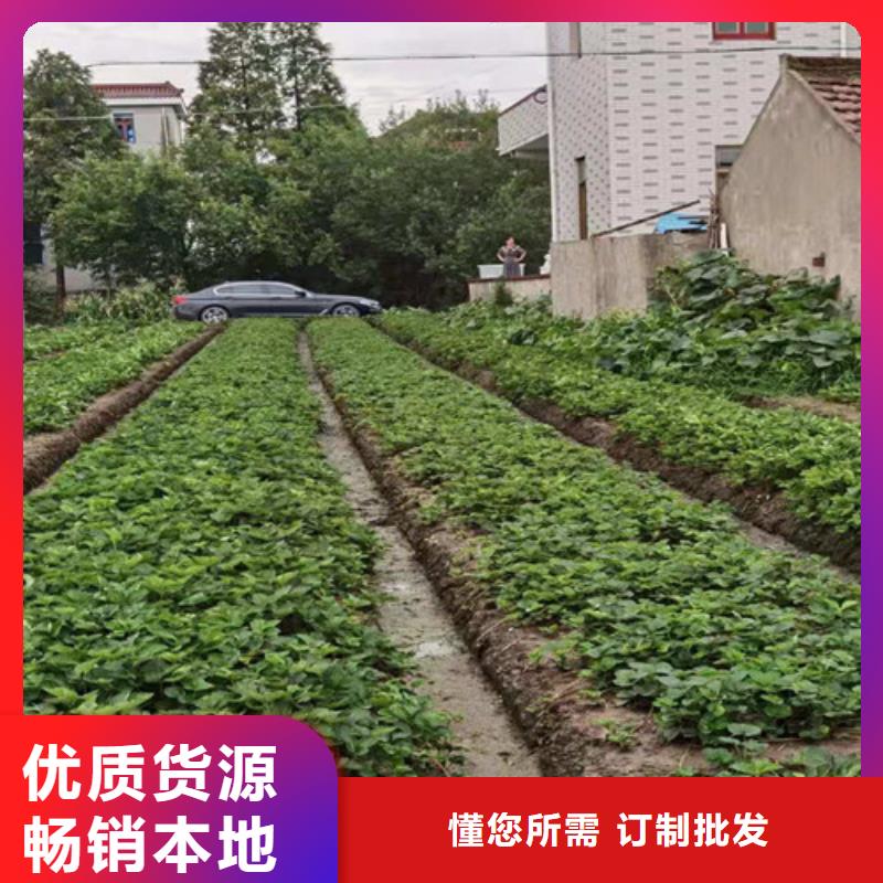 草莓苗,香椿树苗设备齐全支持定制