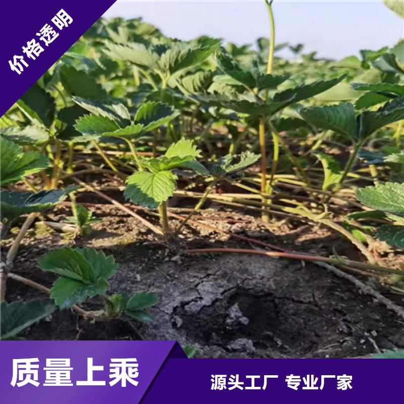 草莓苗【大棚草莓苗】厂家售后完善