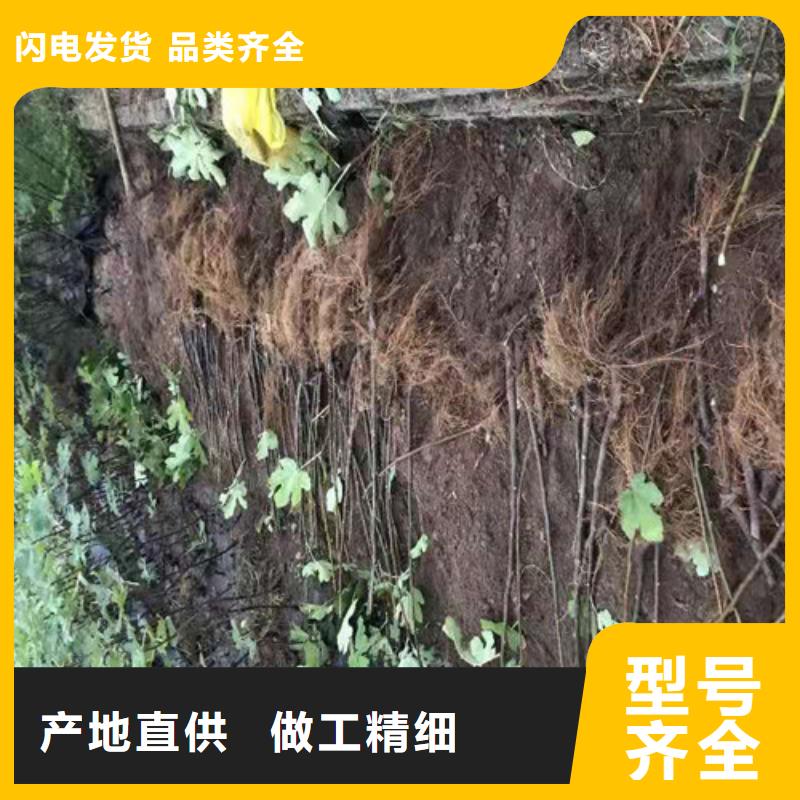 无花果,【大棚草莓苗】厂家批发价