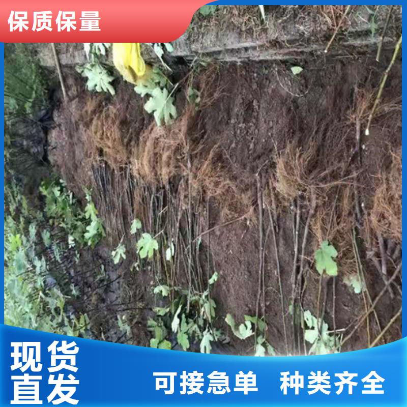 无花果山楂树苗质量安心