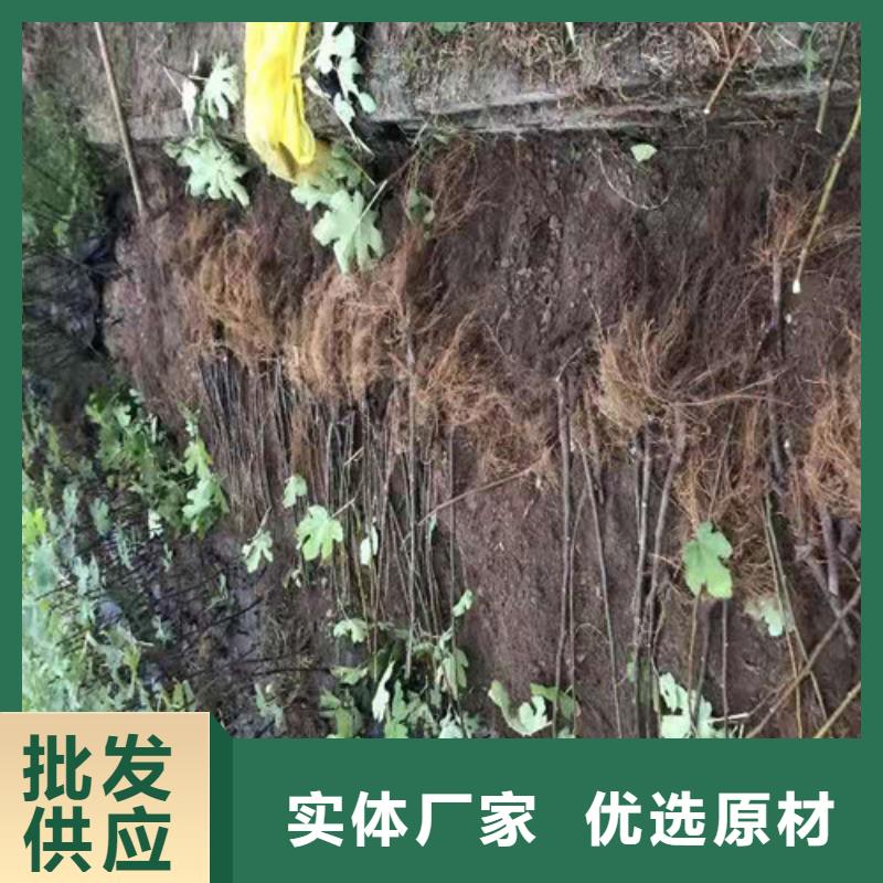 巴中直销无花果,花椒苗来图定制量大从优