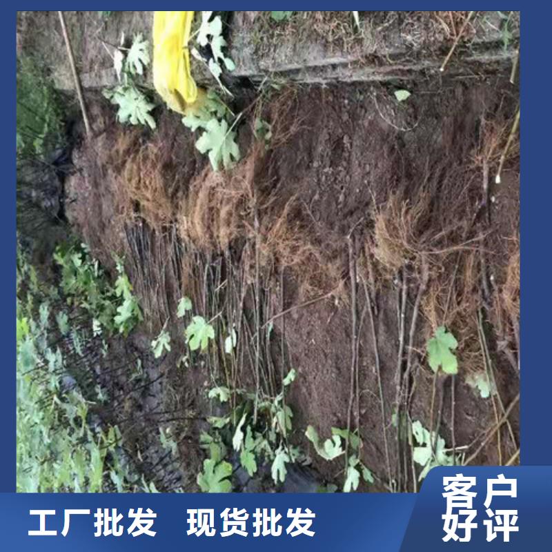 无花果,【大棚草莓苗】厂家批发价