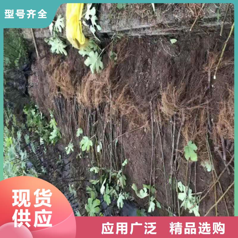 无花果大棚草莓苗资质认证