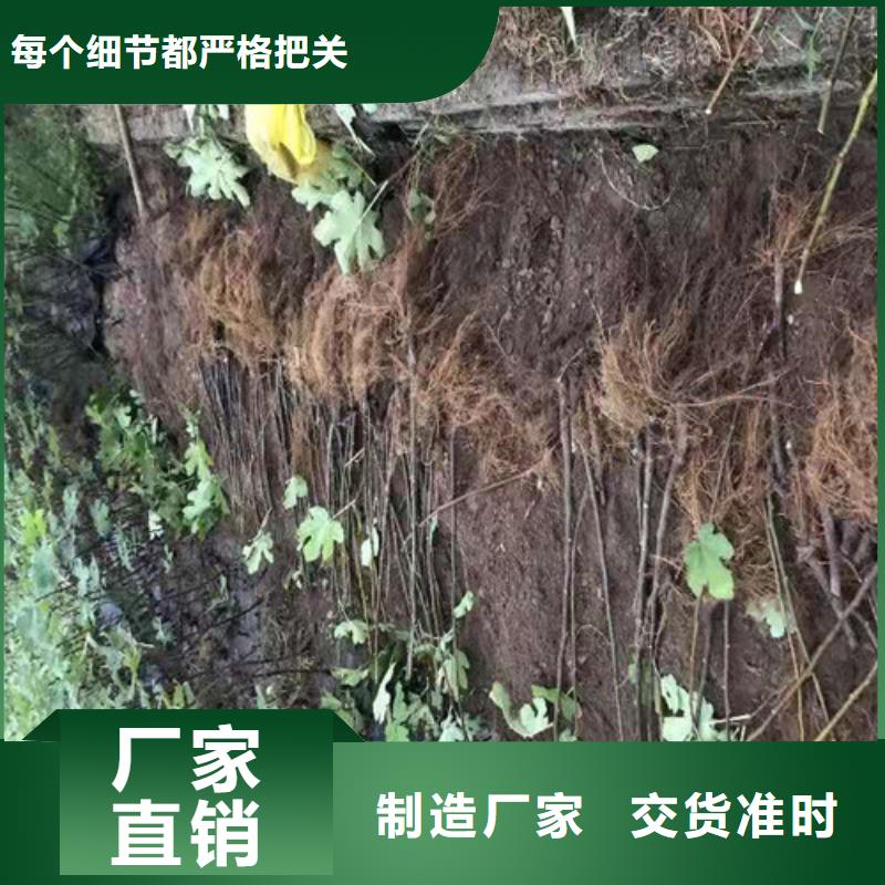 【巴中】当地无花果,花椒苗来图定制量大从优