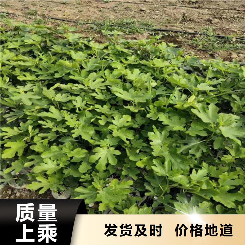 无花果秋月梨苗的简单介绍