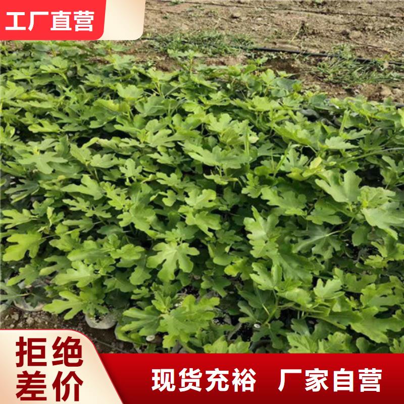 无花果,苹果苗符合国家标准