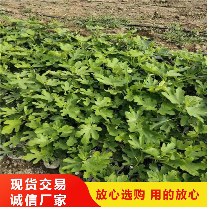 无花果-软枣猕猴桃苗实力工厂