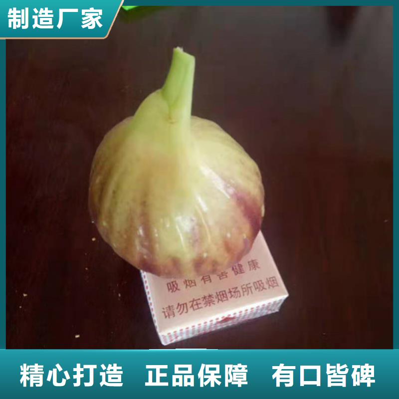 无花果梨树苗支持大小批量采购