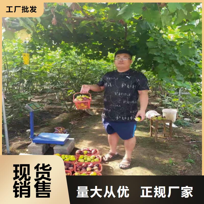 无花果,苹果苗符合国家标准