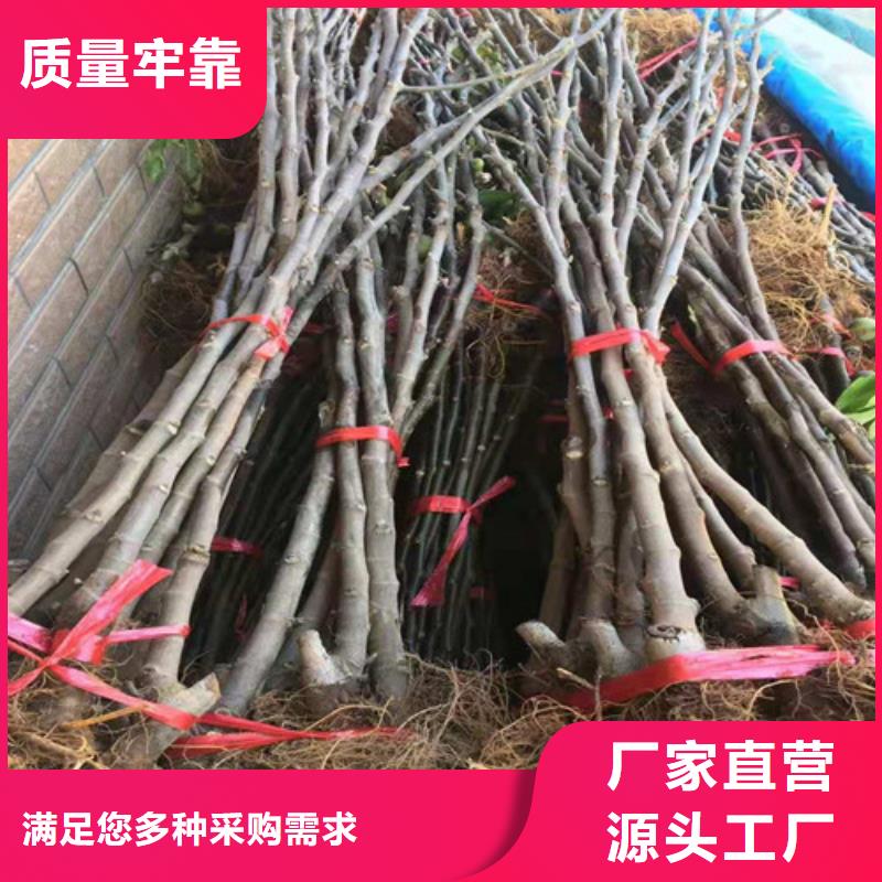 无花果-大棚草莓苗多年实力厂家