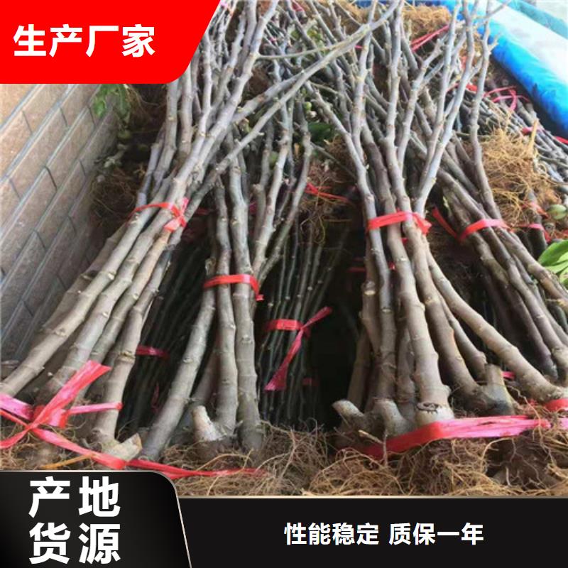 巴中直销无花果,花椒苗来图定制量大从优