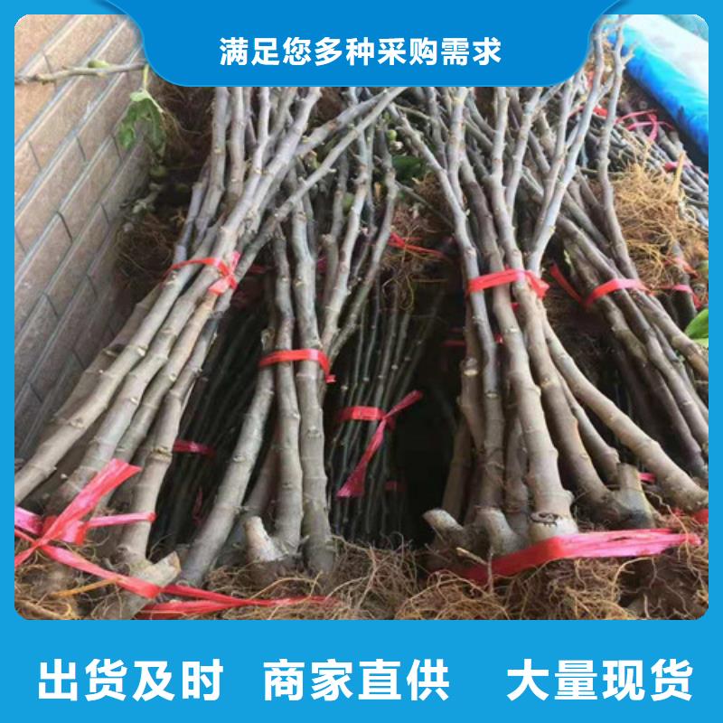 无花果梨树苗N年大品牌