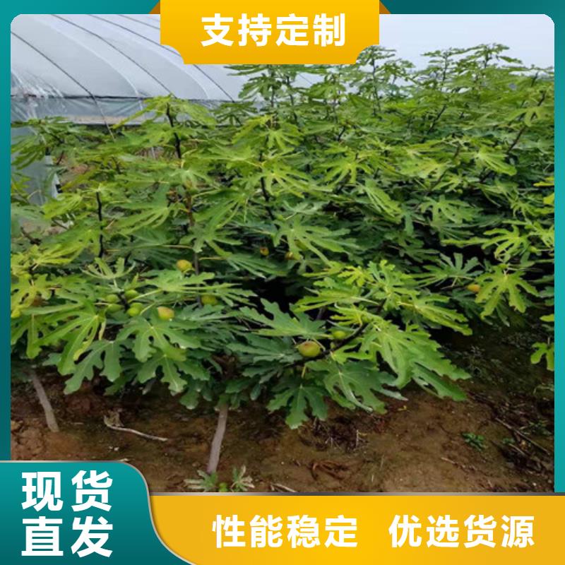 无花果苹果苗专注产品质量与服务