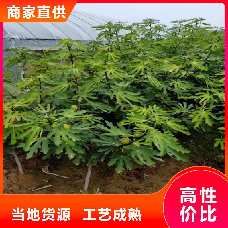 无花果-葡萄苗货品齐全