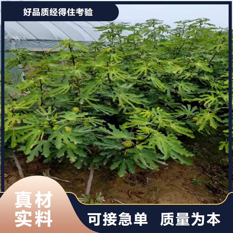 【无花果-苹果苗实力商家推荐】