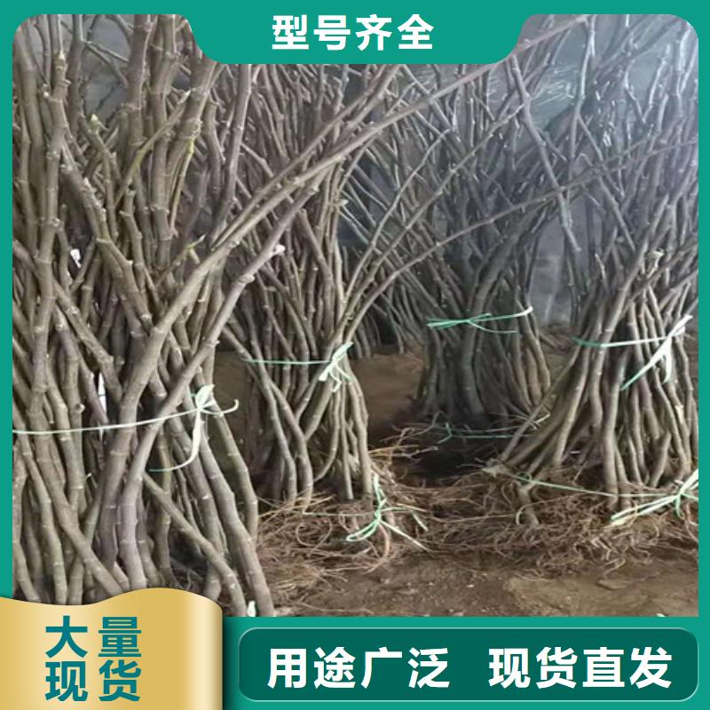 无花果油蟠7-7厂家质量过硬