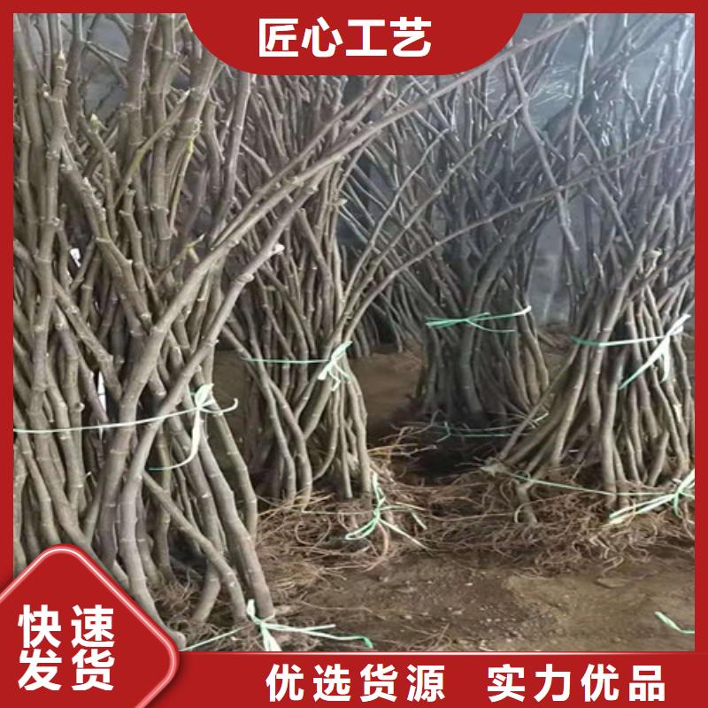 无花果,苹果苗符合国家标准