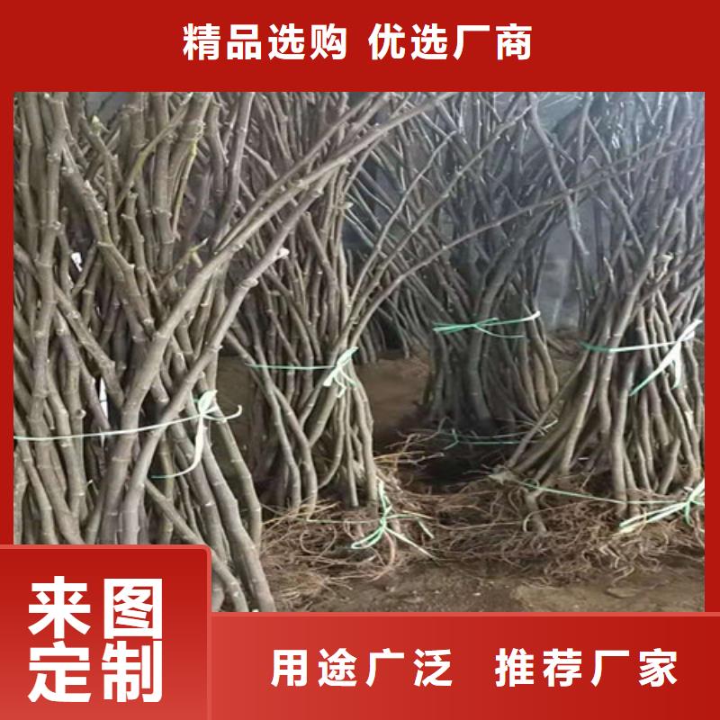 【无花果-苹果苗实力商家推荐】