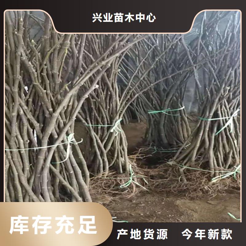 【无花果】,蓝莓苗多种优势放心选择