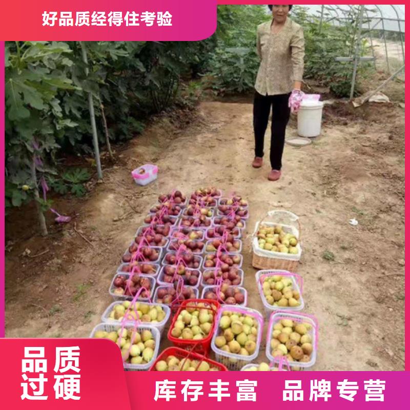 无花果烟福8苹果苗批发商