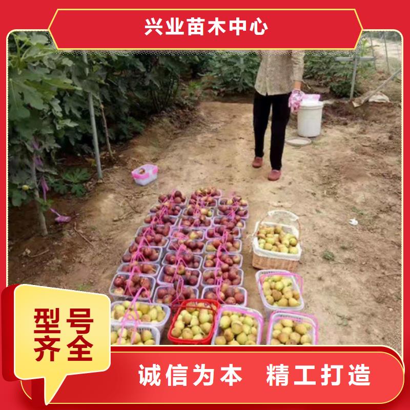 【无花果】,蓝莓苗多种优势放心选择