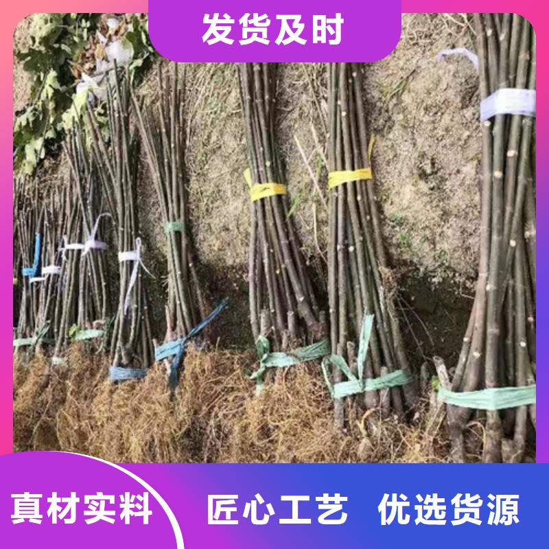 无花果软枣猕猴桃苗自有生产工厂